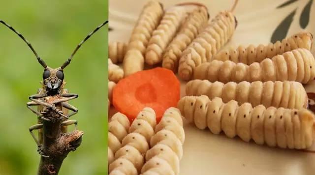 知識(shí)庫(kù)｜蟲類食材身價(jià)勝人參，餐廳秋冬菜譜敢放不？|餐飲界