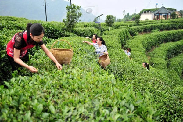 比肩星巴克？新中式茶飲的下半場(chǎng)得好好抓抓供應(yīng)鏈管理這門課了