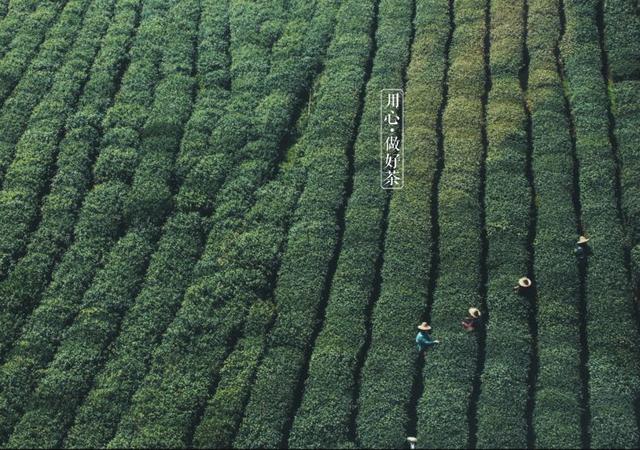 如何掘金500億新茶飲市場，打造一杯有故事的黑龍茶？