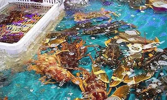 海鮮之戰(zhàn)：上半場活鮮炒作已曲終，下半場冷凍海鮮厚積薄發(fā)？|餐飲界