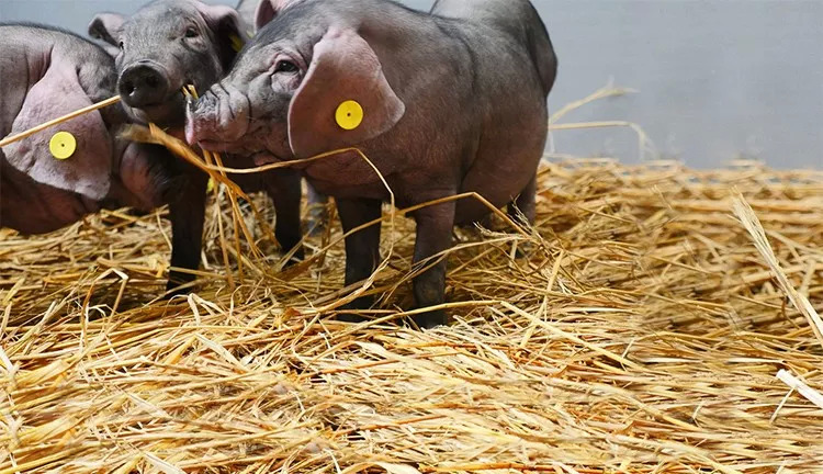 網(wǎng)紅味央豬尋找全球廚房合伙人：我有肉，你有廚房嗎？ | 熱點