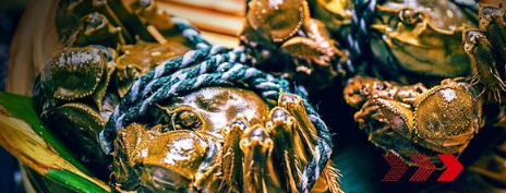 “秋風(fēng)響，蟹腳癢”，順豐同城急送推出大閘蟹專送服務(wù)
