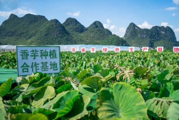 在檳榔芋優(yōu)質(zhì)產(chǎn)區(qū)共建種植基地，喜茶持續(xù)推動(dòng)新茶飲供應(yīng)鏈專業(yè)化發(fā)展|餐飲界